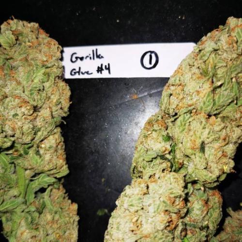 Gorilla Glue #4 (800w LED) . Week 9