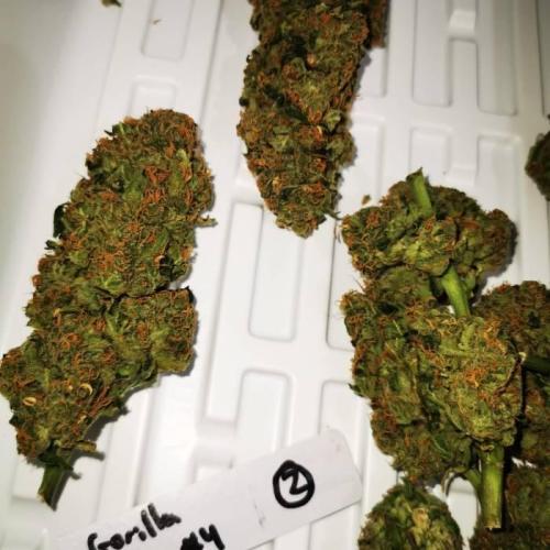 Gorilla Glue #4 (800w LED) . Week 9