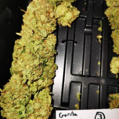 Gorilla Glue #4 (800w LED) . Week 9