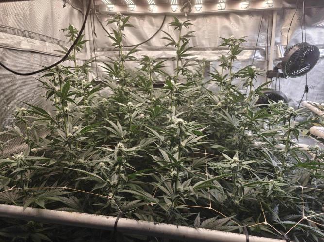 Triple Cheese 2026. Week 4