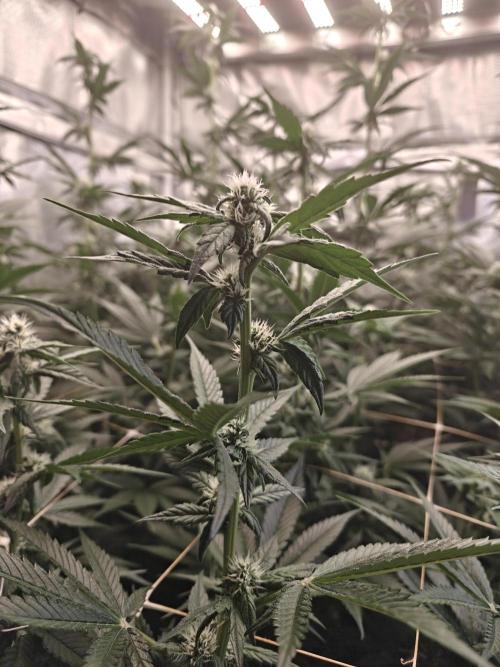 Triple Cheese 2026. Week 4