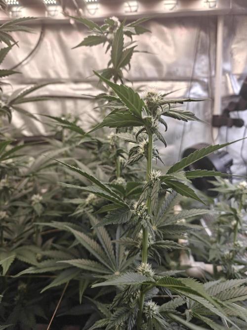 Triple Cheese 2026. Week 4