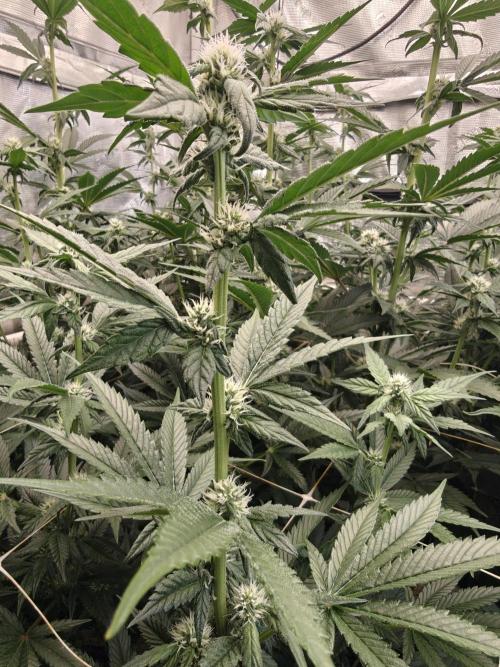 Triple Cheese 2026. Week 4