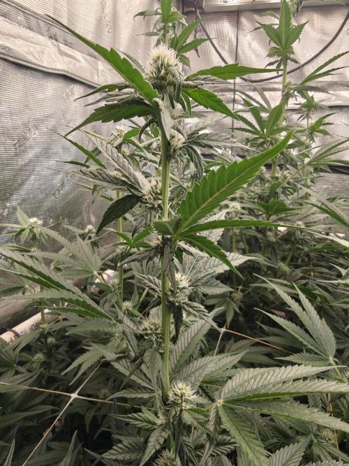 Triple Cheese 2026. Week 4