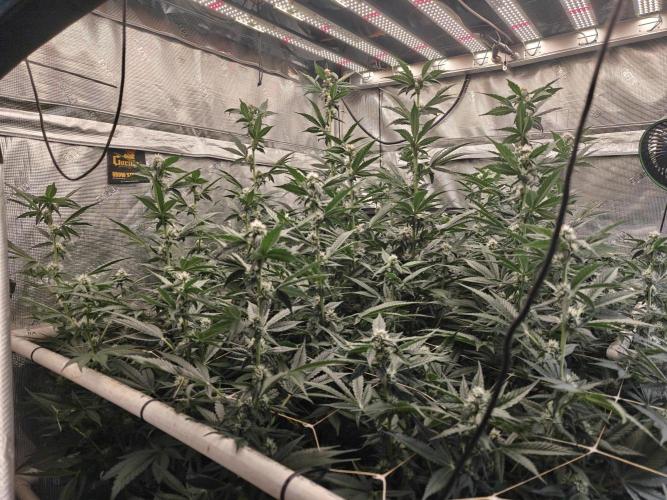 Triple Cheese 2026. Week 5