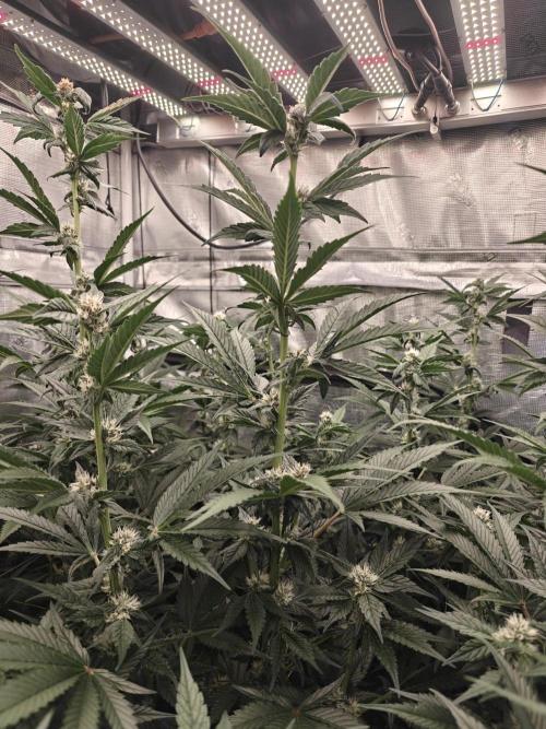 Triple Cheese 2026. Week 5