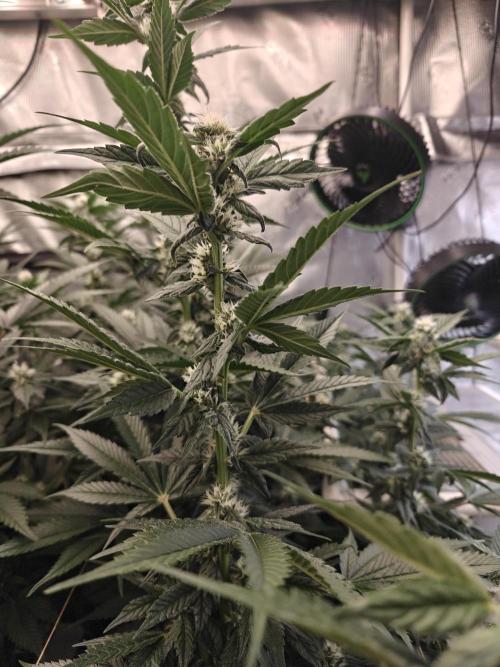 Triple Cheese 2026. Week 5