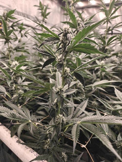 Triple Cheese 2026. Week 5