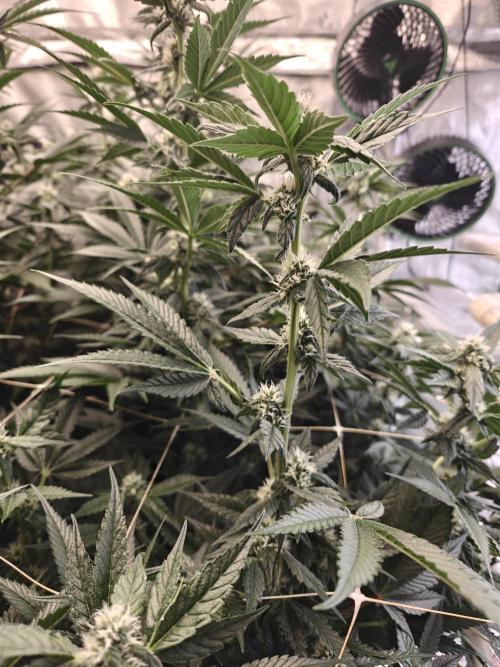 Triple Cheese 2026. Week 5