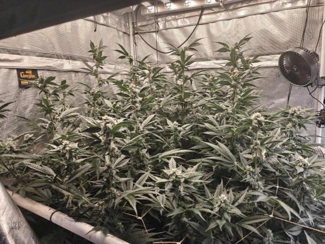 Triple Cheese 2026. Week 6