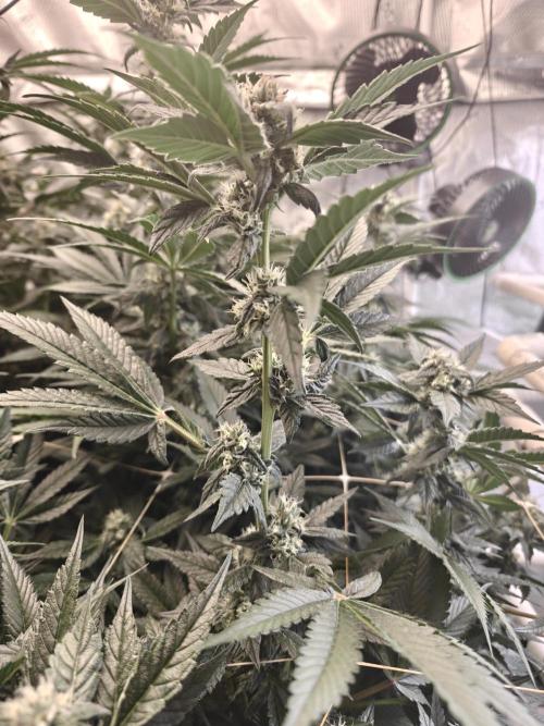 Triple Cheese 2026. Week 6