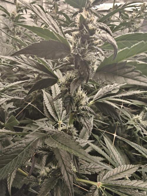 Triple Cheese 2026. Week 6