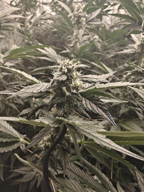 Triple Cheese 2026. Week 6