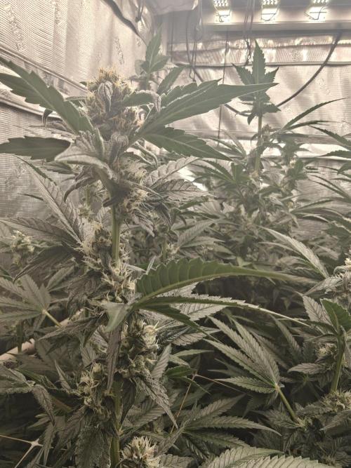 Triple Cheese 2026. Week 6