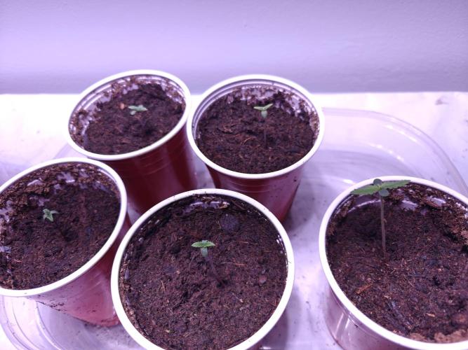 Exodus Cheese Seed Grow Out. Week 0