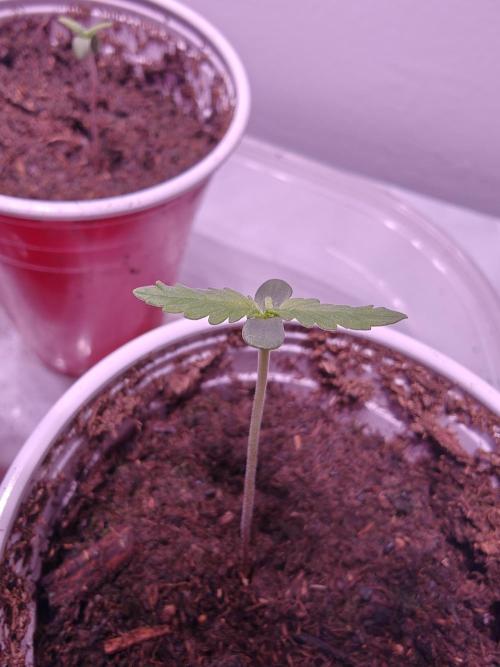 Exodus Cheese Seed Grow Out. Week 0