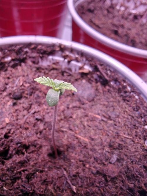 Exodus Cheese Seed Grow Out. Week 0