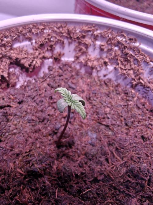 Exodus Cheese Seed Grow Out. Week 0