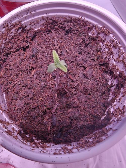 Exodus Cheese Seed Grow Out. Week 0