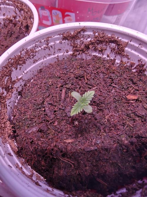 Exodus Cheese Seed Grow Out. Week 0