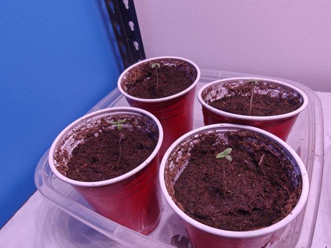 Mouth Wash Seed grow from Humboldt Seeds. Week 0