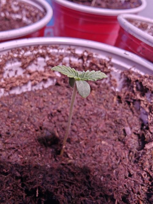 Mouth Wash Seed grow from Humboldt Seeds. Week 0