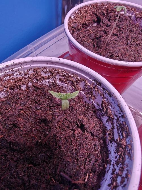Mouth Wash Seed grow from Humboldt Seeds. Week 0