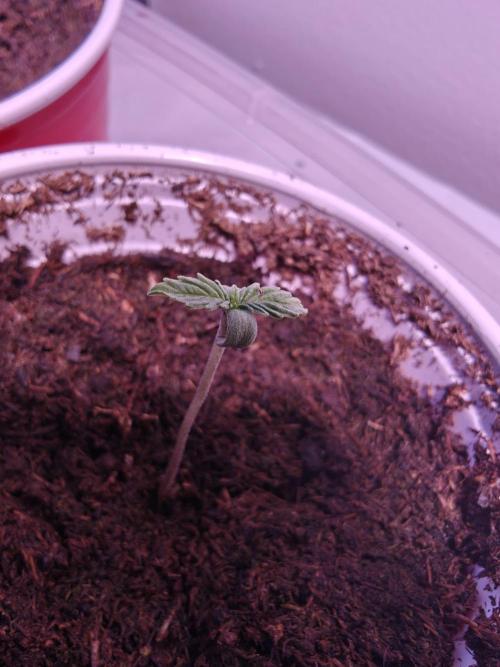 Mouth Wash Seed grow from Humboldt Seeds. Week 0