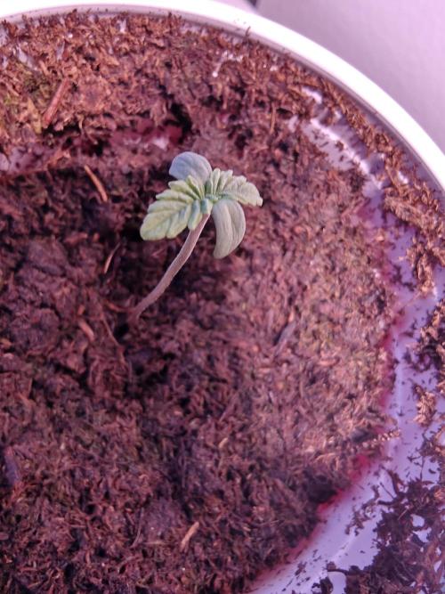 Mouth Wash Seed grow from Humboldt Seeds. Week 0
