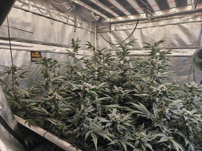 Triple Cheese 2026. Week 7