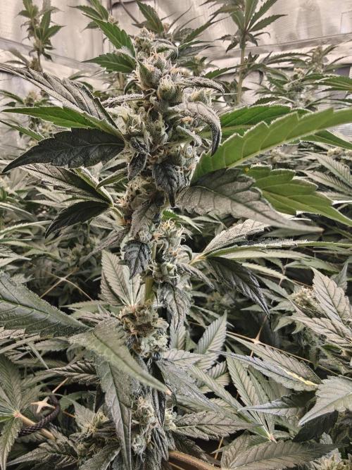 Triple Cheese 2026. Week 7