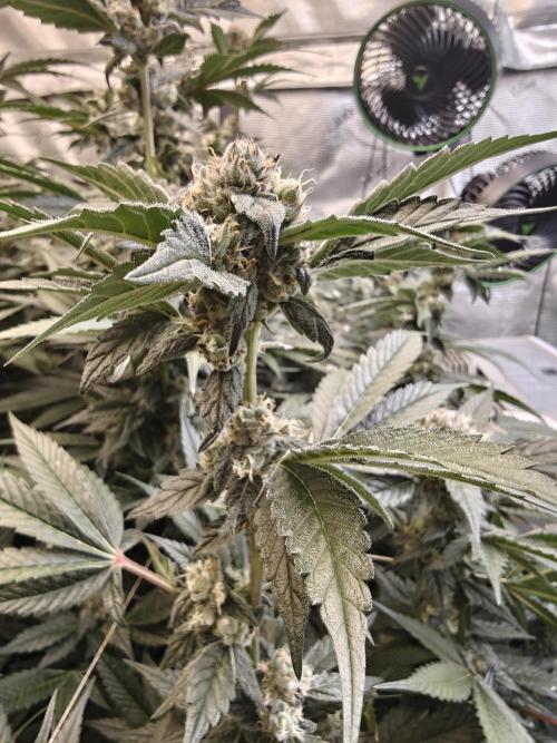 Triple Cheese 2026. Week 7