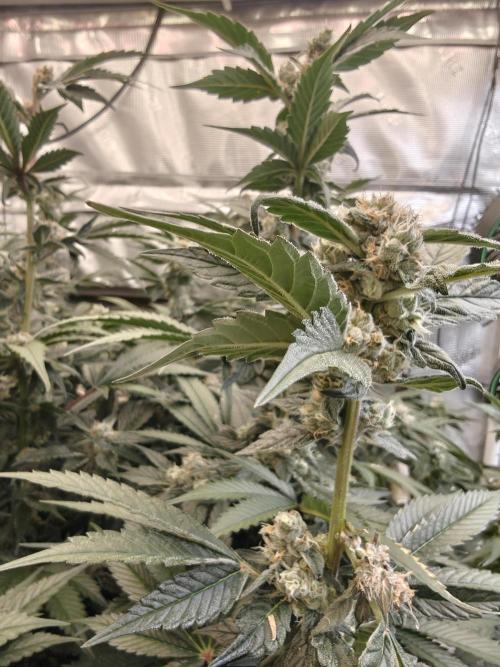 Triple Cheese 2026. Week 7