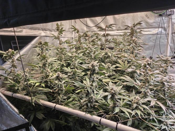 Triple Cheese 2026. Week 8