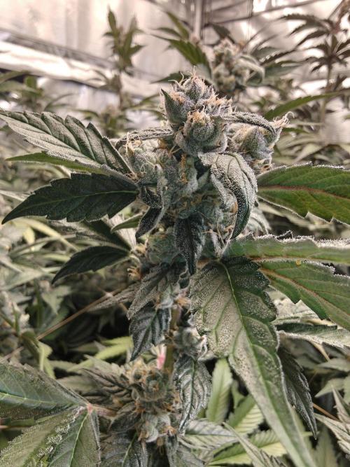 Triple Cheese 2026. Week 8