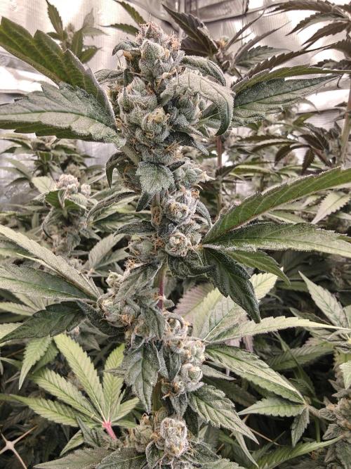 Triple Cheese 2026. Week 8