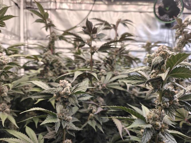 Triple Cheese 2026. Week 8