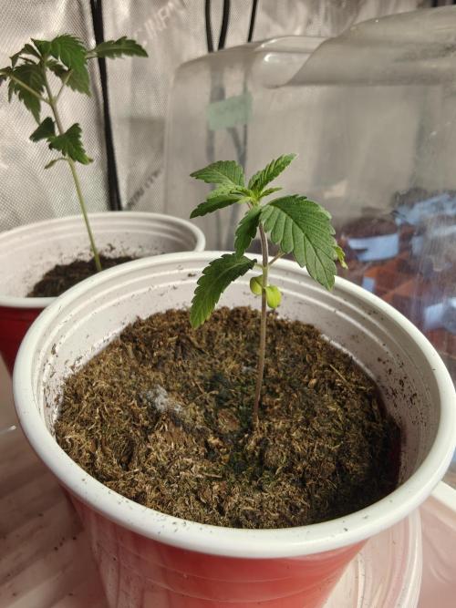 Exodus Cheese Seed Grow Out. Week 1