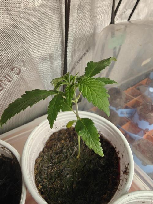 Exodus Cheese Seed Grow Out. Week 1