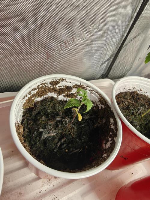 Exodus Cheese Seed Grow Out. Week 1