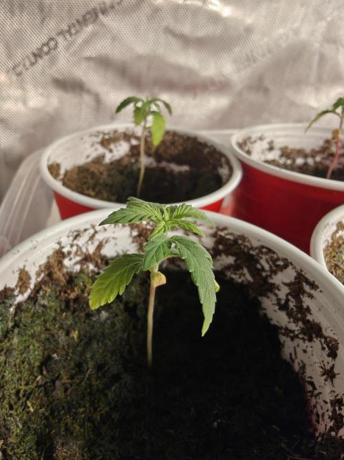 Mouth Wash Seed grow from Humboldt Seeds. Week 1
