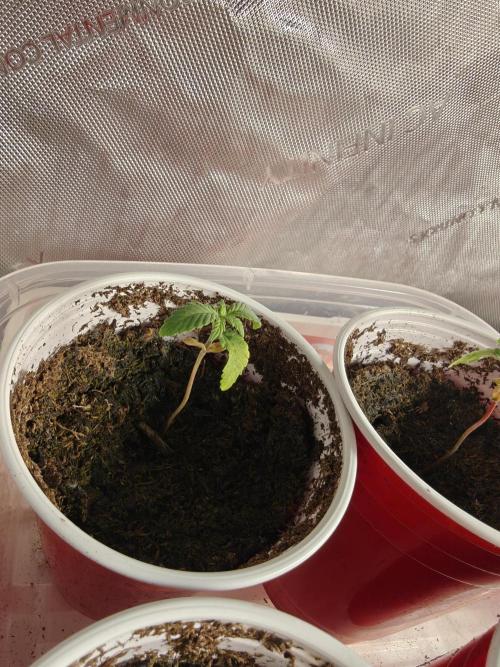Mouth Wash Seed grow from Humboldt Seeds. Week 1
