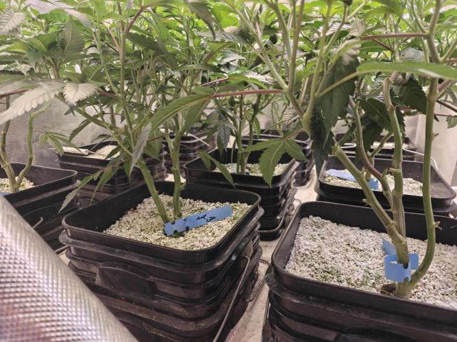 Tiger Cake Clone. Week 1