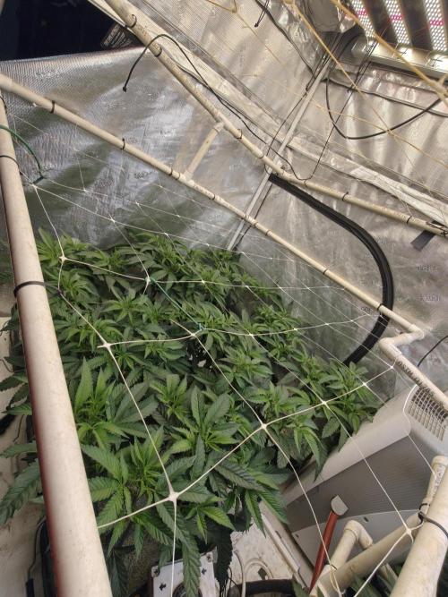 Tiger Cake Clone. Week 1