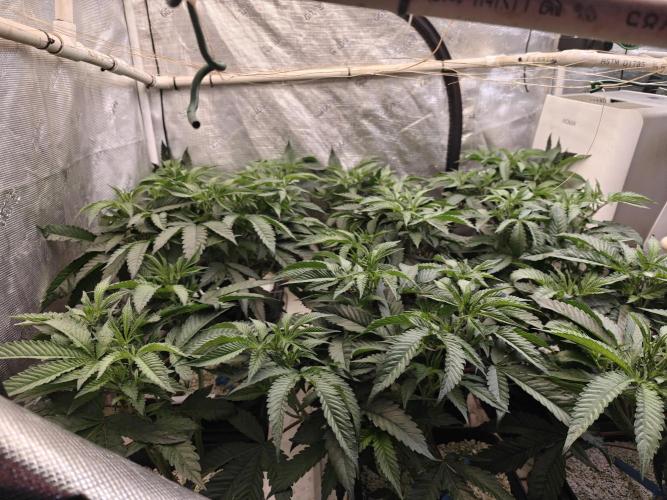 Tiger Cake Clone. Week 1