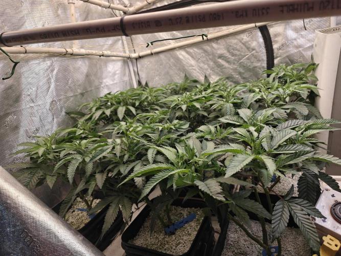 Tiger Cake Clone. Week 1