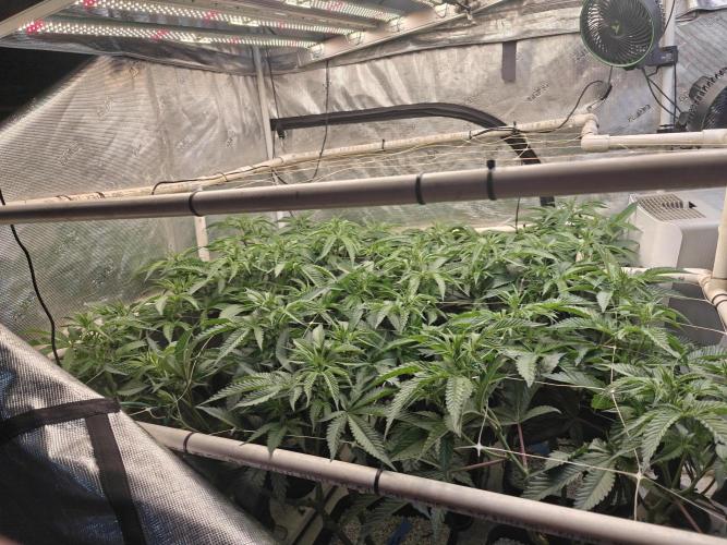 Tiger Cake Clone. Week 2