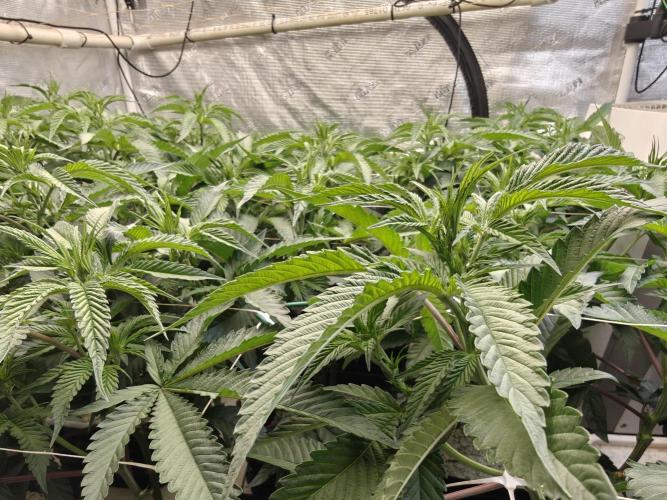 Tiger Cake Clone. Week 2