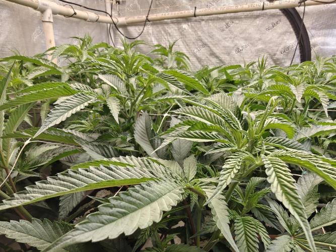 Tiger Cake Clone. Week 2