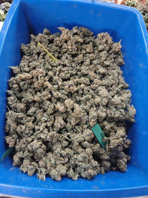 Triple Cheese 2026. Week 9